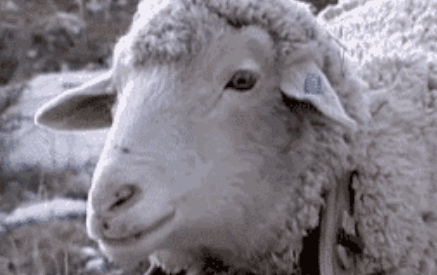 sheep chewing
