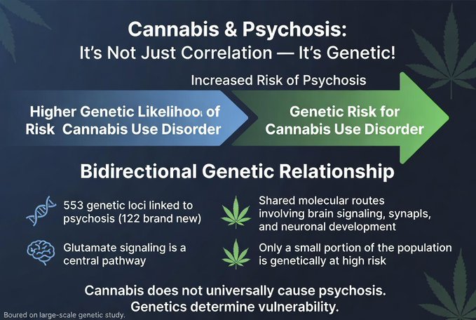 psychosis is genetic not caused by cannabis psychosis is genetic not caused by cannabis
